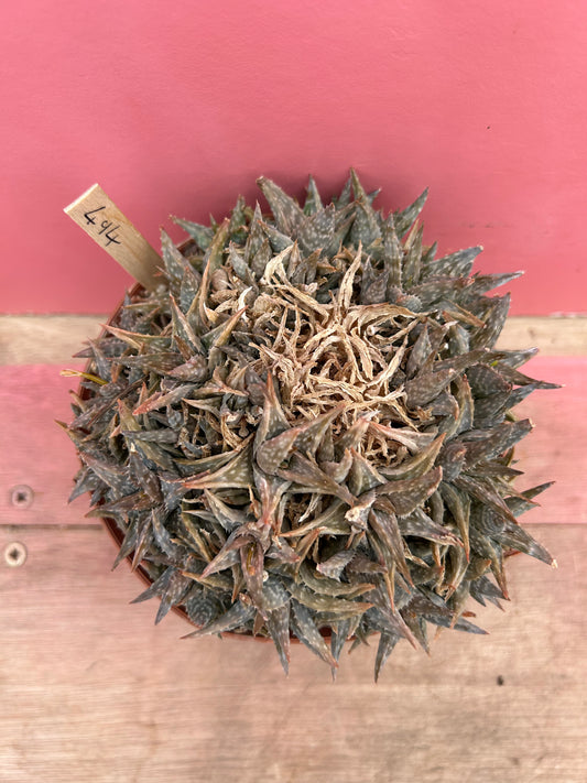 Aloe descoingsii hurti (494)