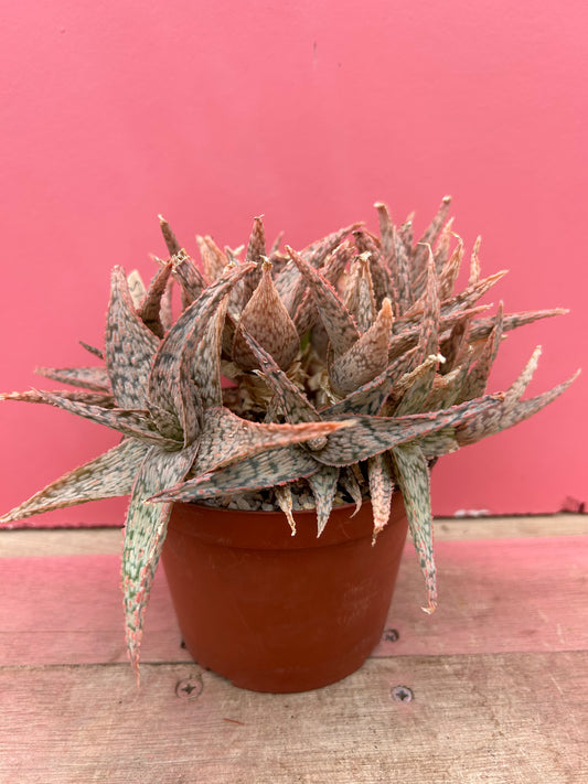 Aloe 'Pink Blush' (495)