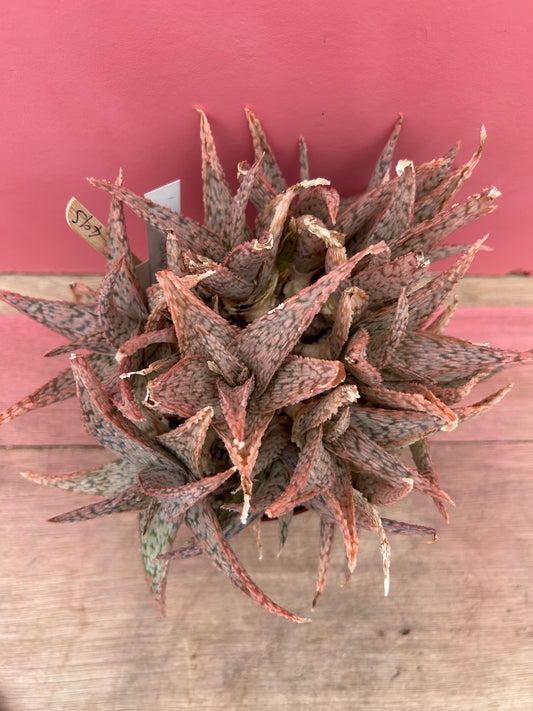 Aloe 'Pink Blush' (495)