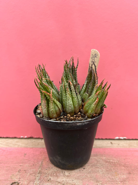 Aristaloe species (496)