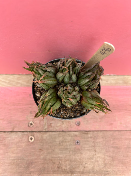 Aristaloe species (496)