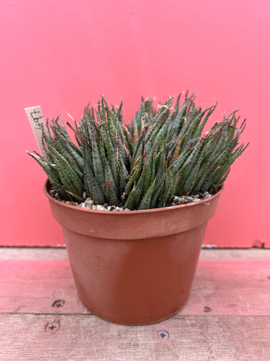 Aristaloe species (497)