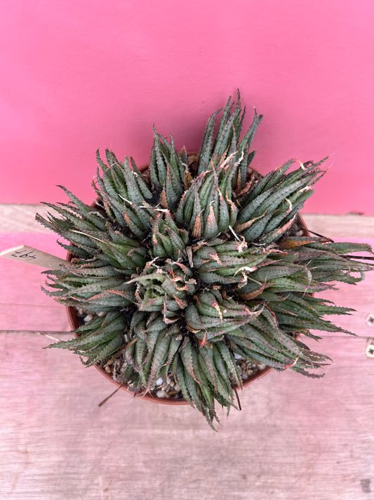 Aristaloe species (497)