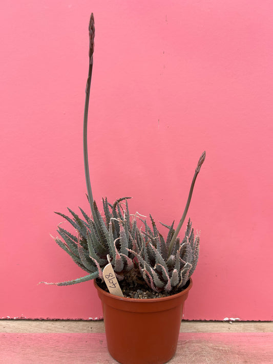 Aloe purple haze (498)