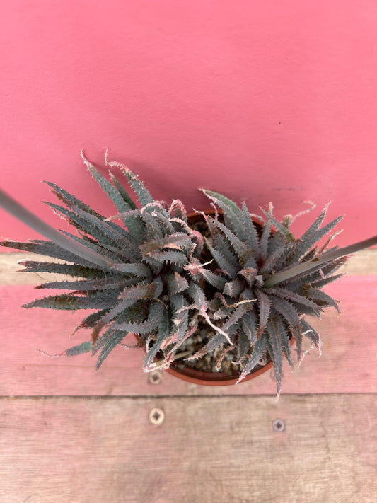 Aloe purple haze (498)