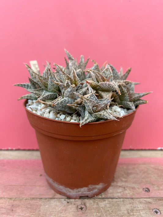 Aloe descoingsii (499)