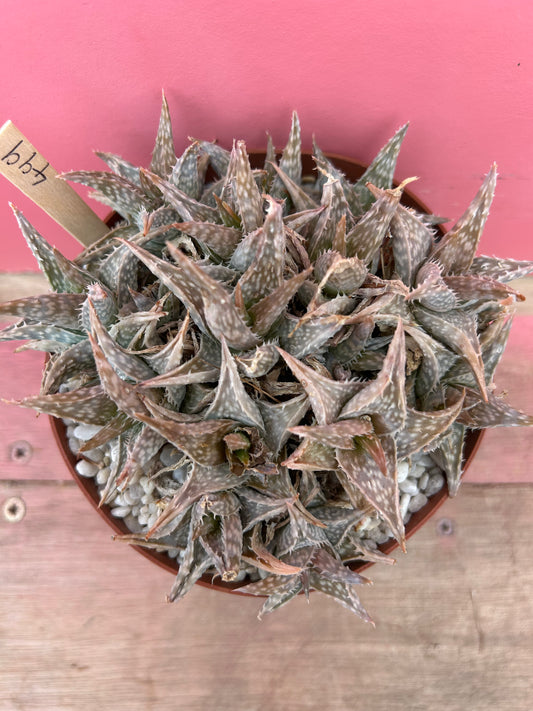 Aloe descoingsii (499)