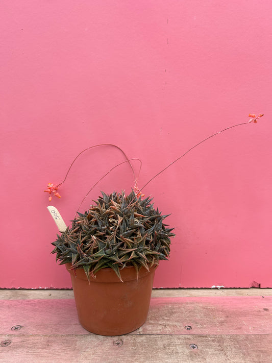 Aloe descoingsii (500)