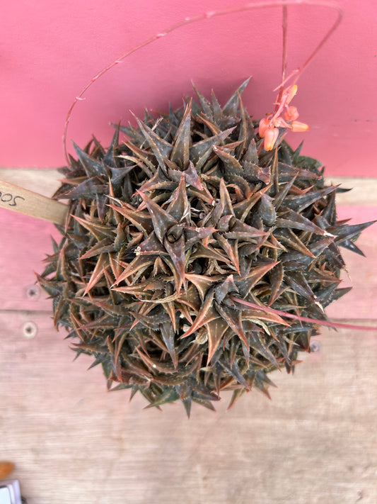 Aloe descoingsii (500)