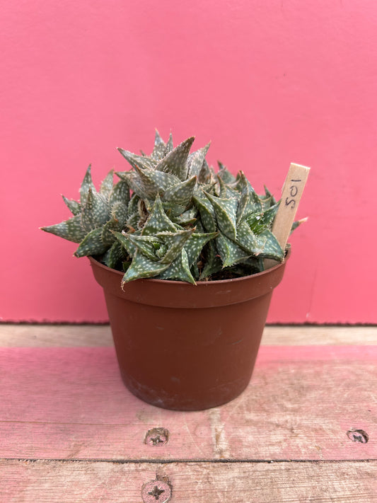 Aloe 'Winter Sky' (501)