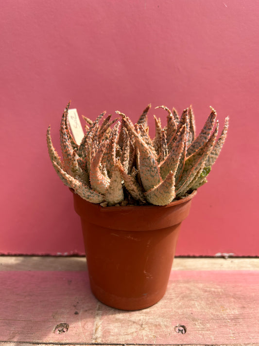 Aloe pink blush (502)