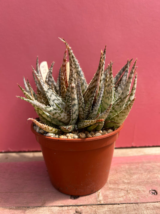 Aloe 'Lizard Lips' (503)
