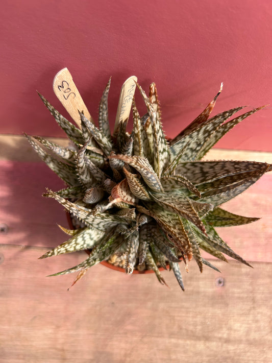 Aloe 'Lizard Lips' (503)