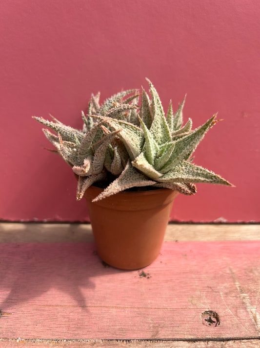 Aloe 'Sugar" (Kelly Griffin hybrid) (504)
