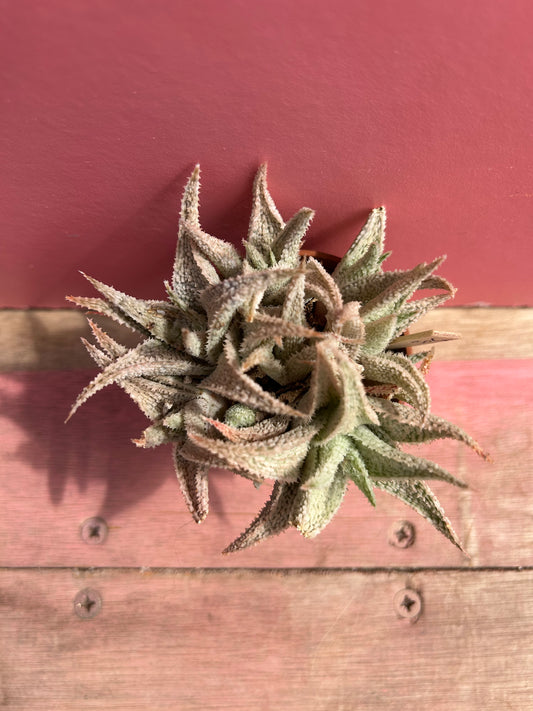 Aloe 'Sugar" (Kelly Griffin hybrid) (504)