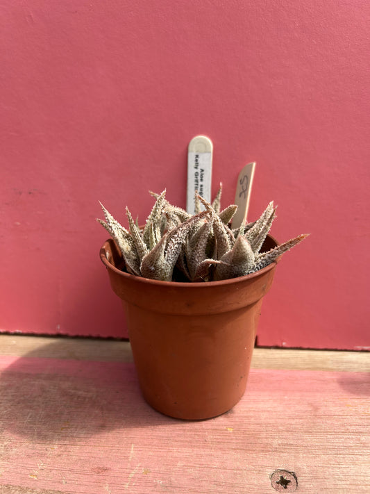 Aloe sugar kelly griffin hybrid (505)
