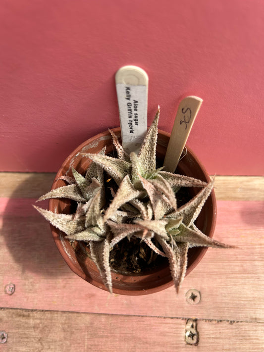 Aloe sugar kelly griffin hybrid (505)