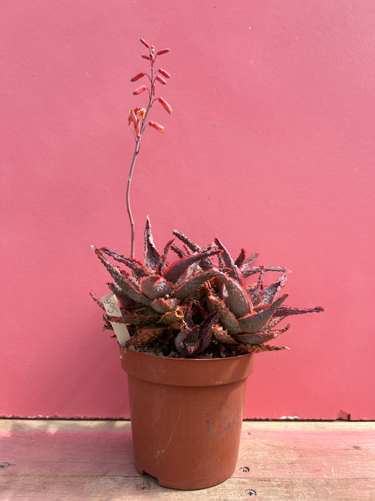 Aloe viper (506)