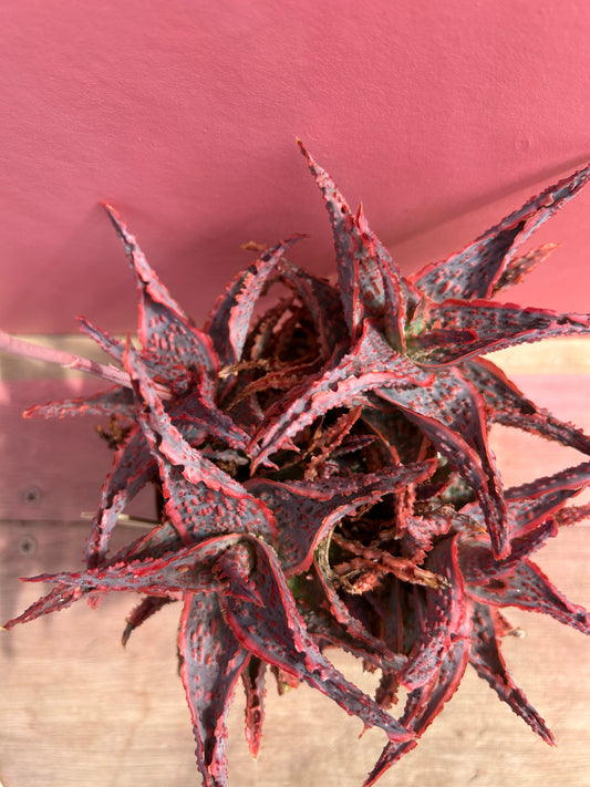 Aloe viper (506)