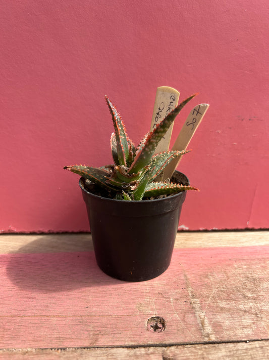 Aloe 'Christmas Carol' (507)