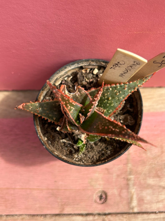 Aloe 'Christmas Carol' (507)