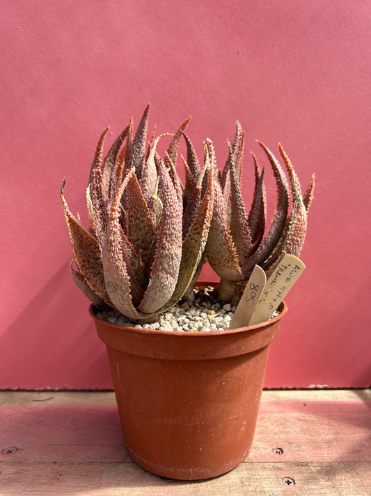 Aloe Hybrid 'franko x vito' (508)