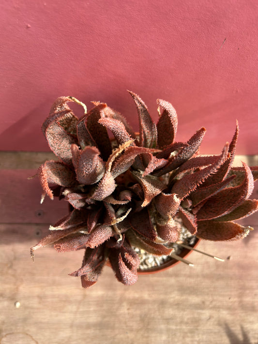 Aloe Hybrid 'franko x vito' (508)