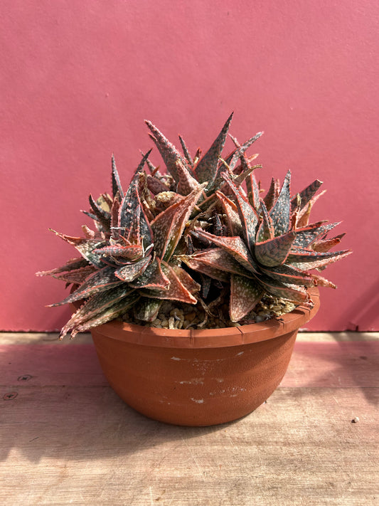 Aloe coral edge (509)