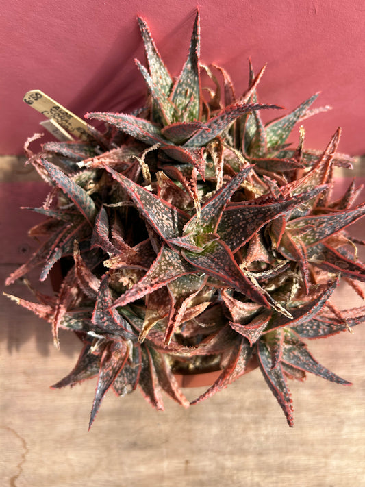 Aloe coral edge (509)
