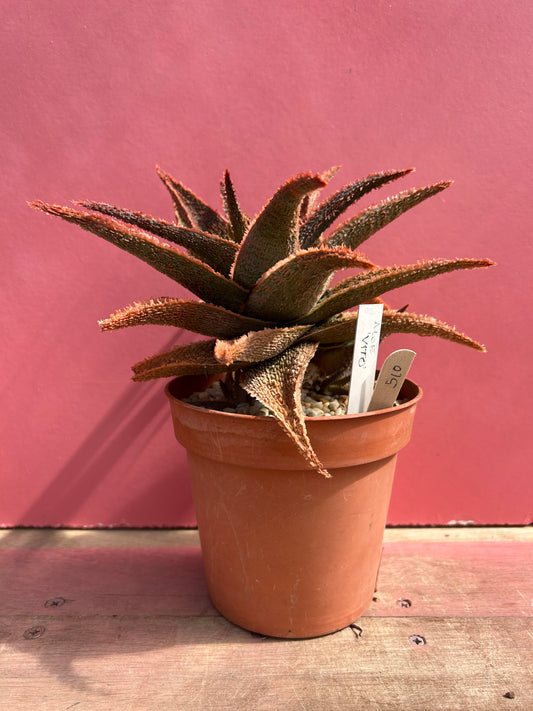 Aloe vito (510)