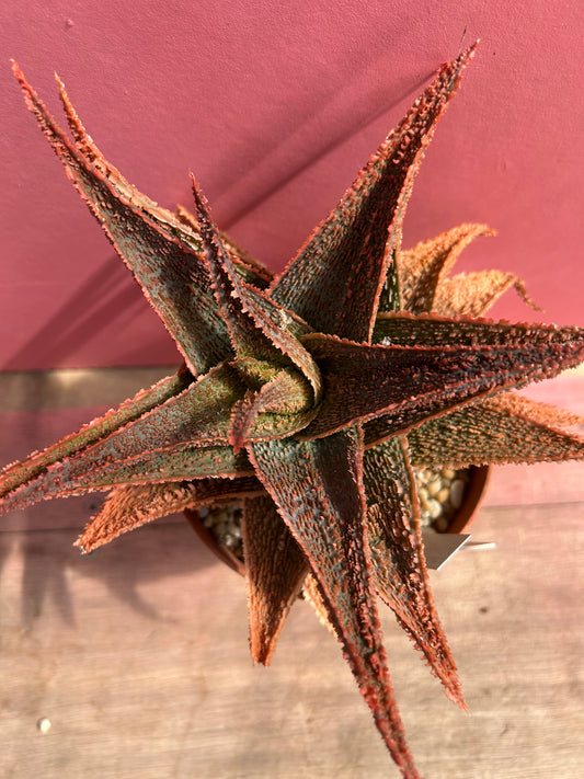 Aloe vito (510)