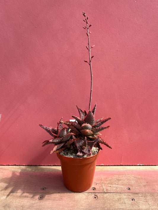 Aloe viper (511)