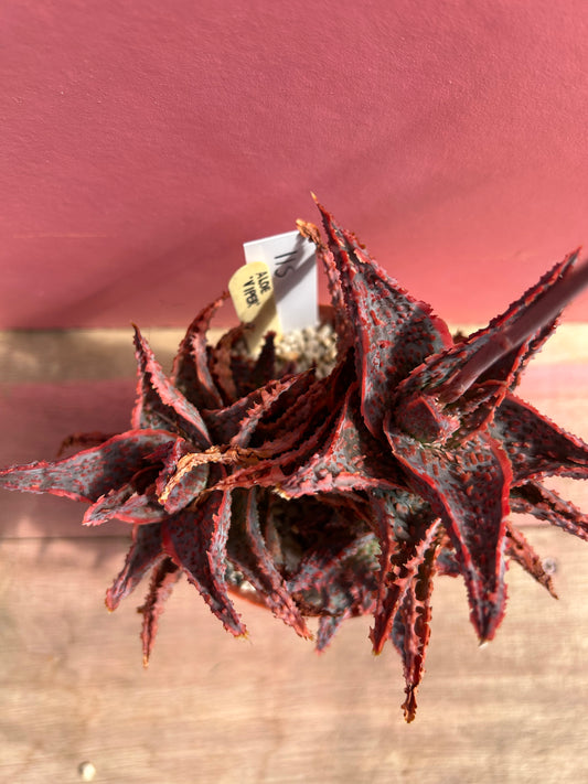 Aloe viper (511)