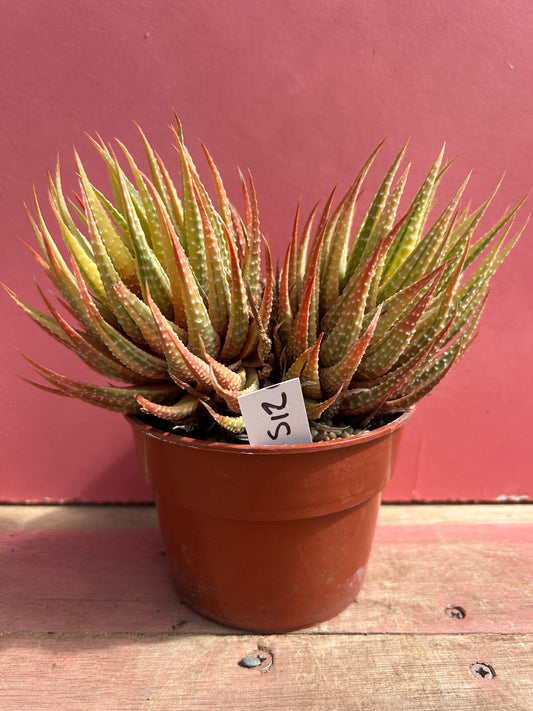 Haworthia species (512)