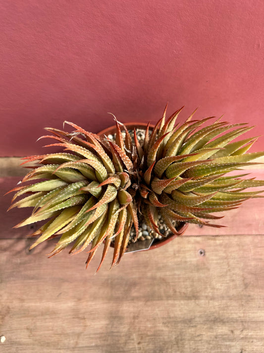 Haworthia species (512)