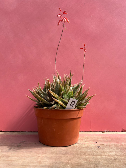 Aloe angelo (513)