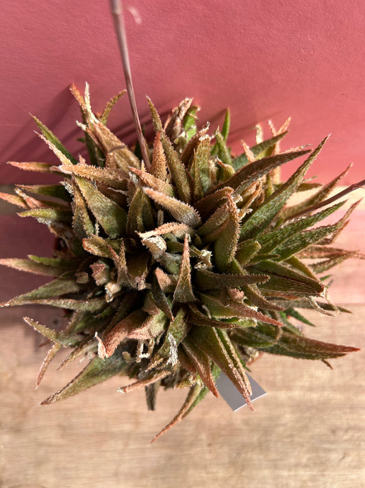 Aloe angelo (513)