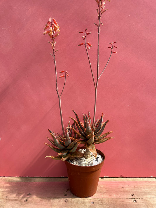 Aloe viper (514)