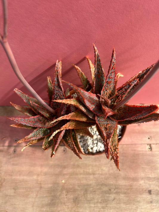 Aloe viper (514)