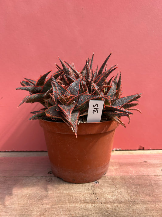 Aloe 'Christmas Carol' (515)