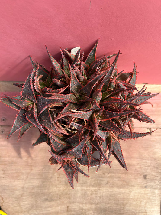 Aloe 'Christmas Carol' (515)