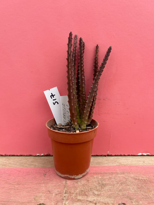 Stapelia divaricata (517)