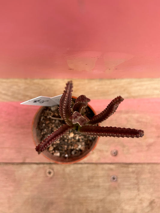 Stapelia divaricata (517)