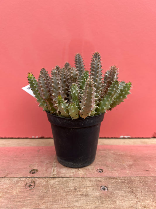 Huernia schneideriana (518)