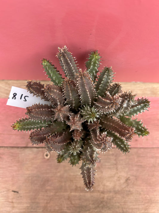 Huernia schneideriana (518)