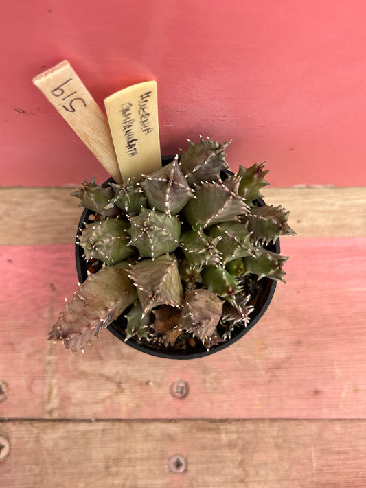 Huernia campanulata (519)