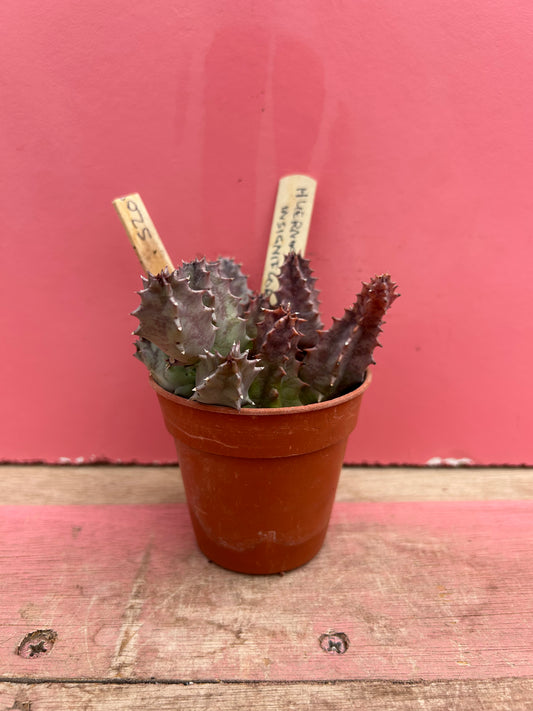 Huernia insigniflora (520)
