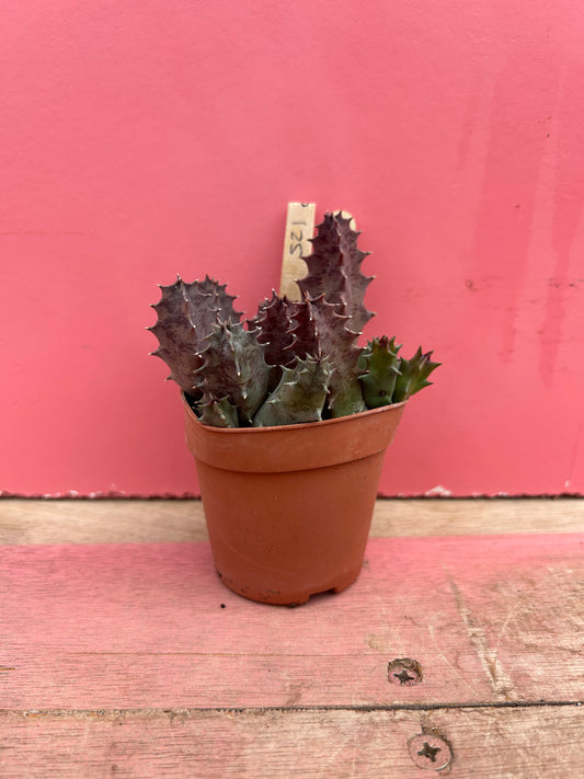Huernia campanulata (521)