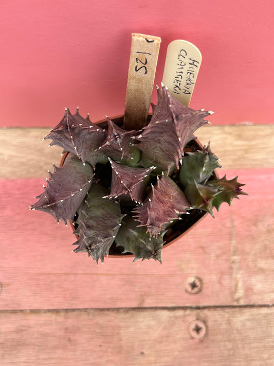 Huernia campanulata (521)