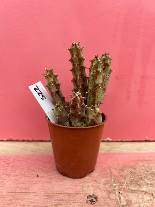 Huernia species (522)